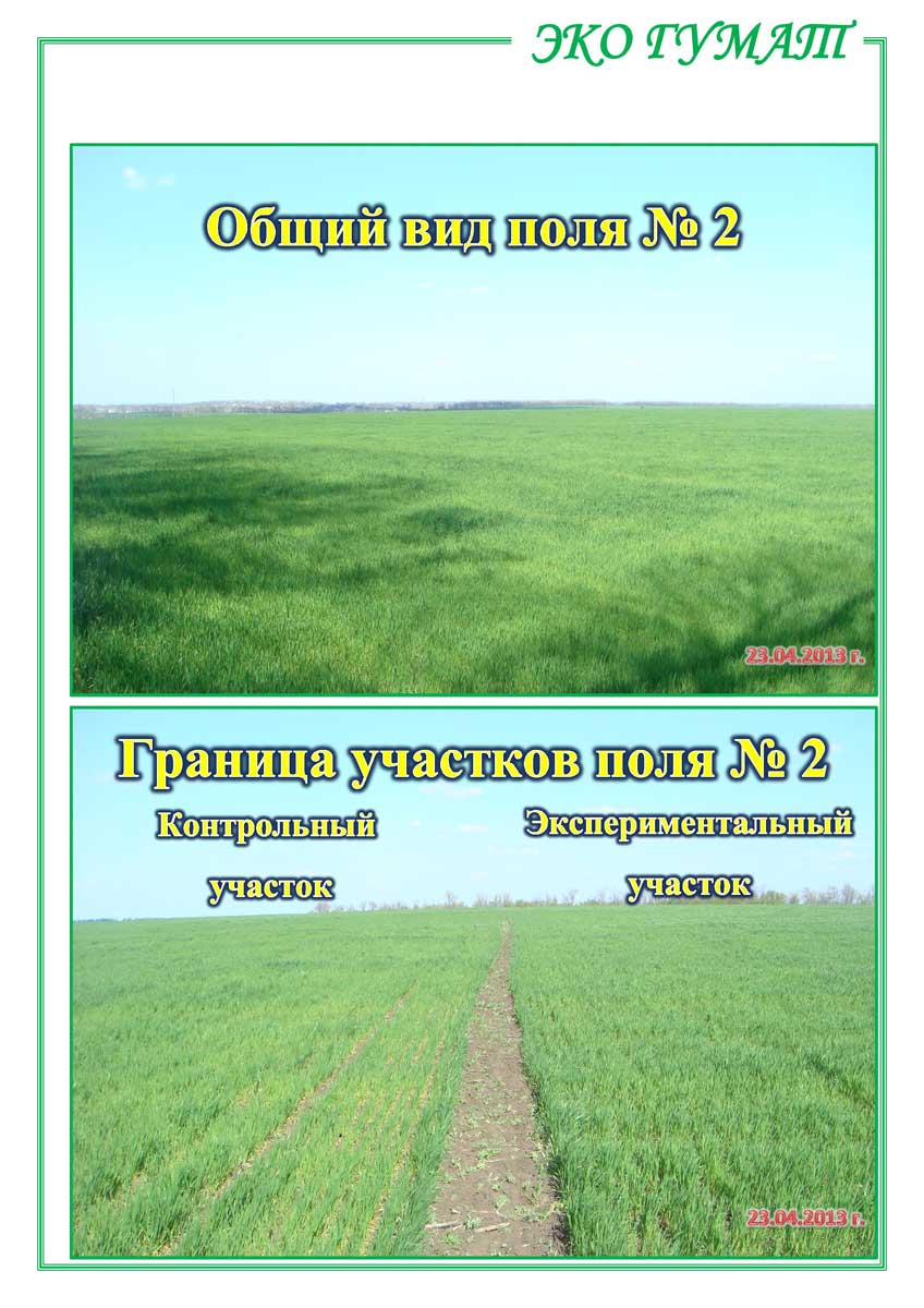 ЕКО-ГУМАТ.-Отчет-по-озимой-пшенице-ООО-КОЛОР-ИТ-2013-11