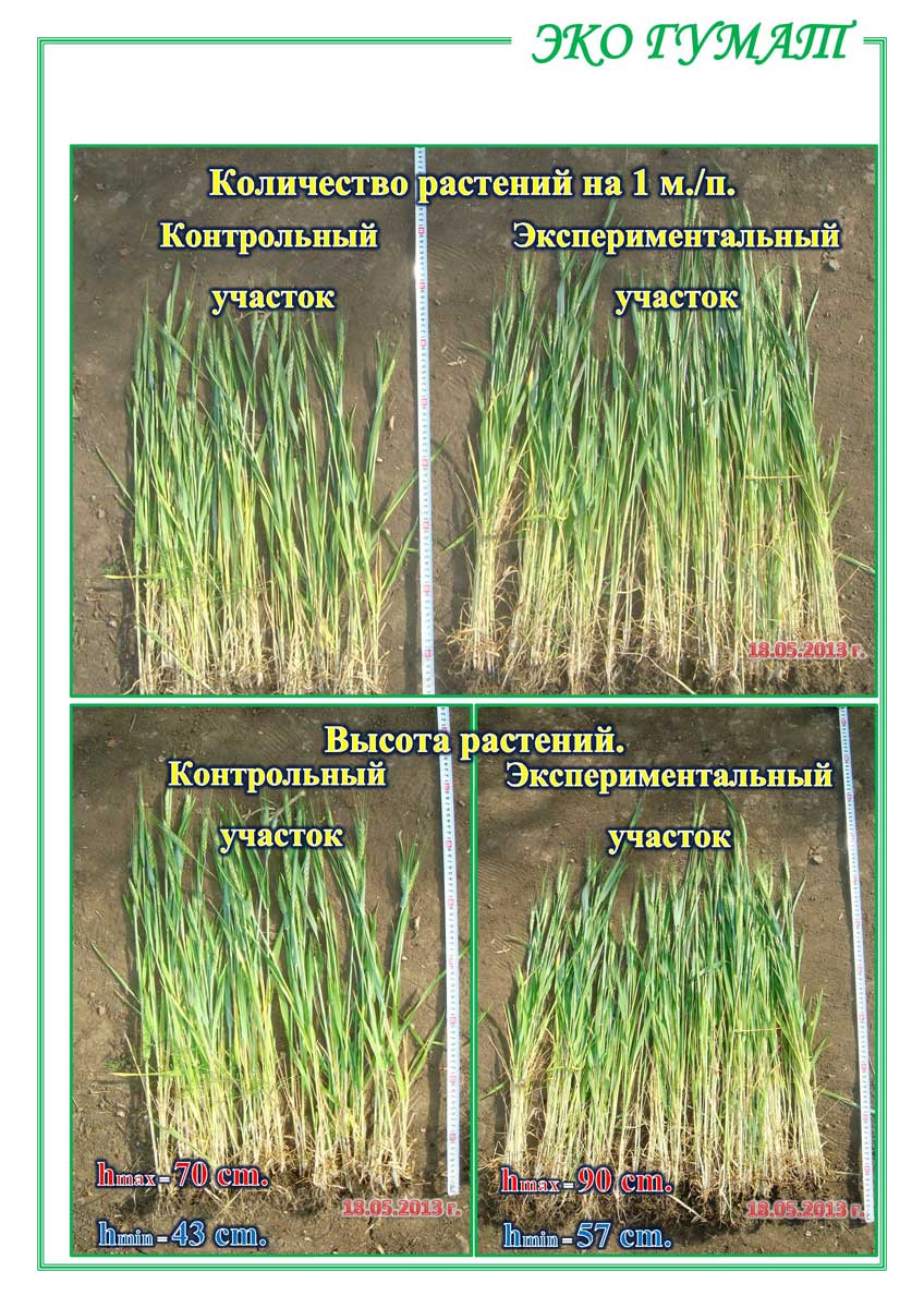 ЕКО-ГУМАТ.-Отчет-по-озимой-пшенице-ООО-КОЛОР-ИТ-2013-16
