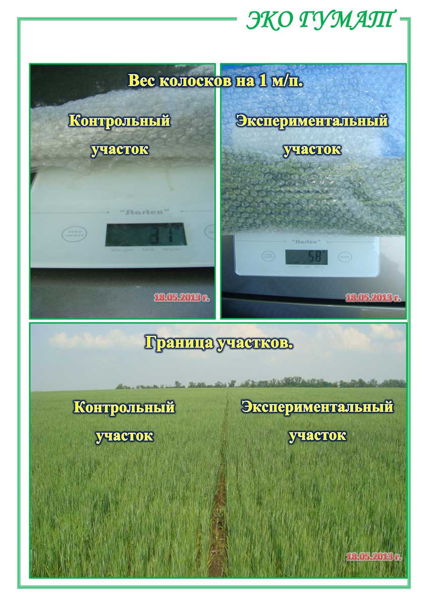 ЕКО-ГУМАТ.-Отчет-по-озимой-пшенице-ООО-КОЛОР-ИТ-2013-18