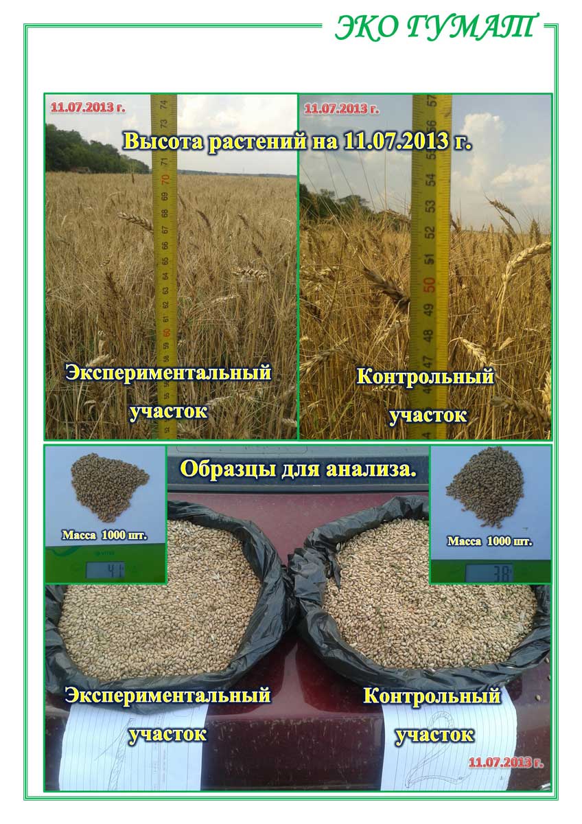ЕКО-ГУМАТ.-Отчет-по-озимой-пшенице-ООО-КОЛОР-ИТ-2013-20