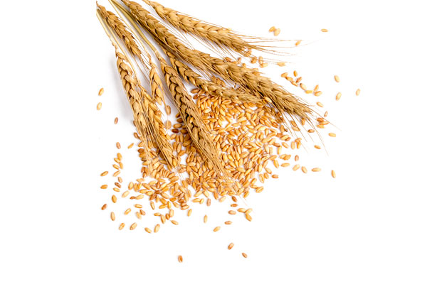 пшеница яровая