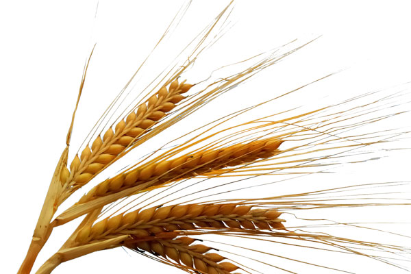 пшеница озимая